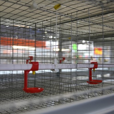 9LCD養(yǎng)蛋雞設備熱鍍鋅層疊式蛋雞籠養(yǎng)設備高密度養(yǎng)雞設備定制